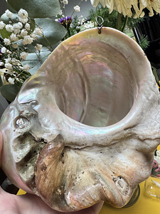 Suur ehtne Turbo marmoratus pärlmutterkarp – 15–17 cm (6 foto / 9)