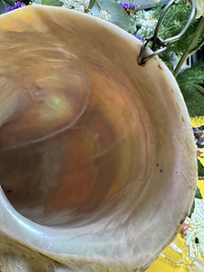 Suur ehtne Turbo marmoratus pärlmutterkarp – 15–17 cm (7 foto / 9)