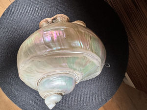 Suur ehtne Turbo marmoratus pärlmutterkarp – 15–17 cm (8 foto / 9)
