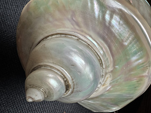 Suur ehtne Turbo marmoratus pärlmutterkarp – 15–17 cm (9 foto / 9)