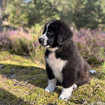 Lambakoera kutsikas