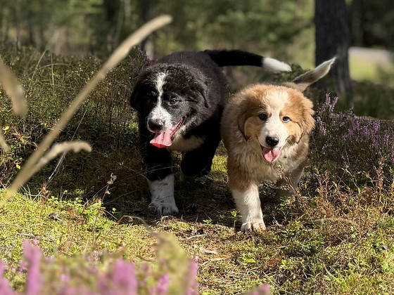 Lambakoera kutsikas