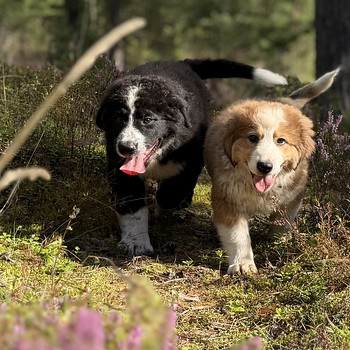 Lambakoera kutsikas