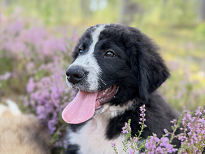 Lambakoera kutsikas (4 foto / 10)