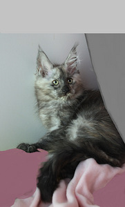 Maine Coon tyttö, 4 kk ikä (1 valokuva sivusta 1)