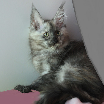 Maine Coon tyttö, 4 kk ikä