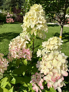 Гортензия садовая ‘Bloody Marie’ (3 фото из 9)