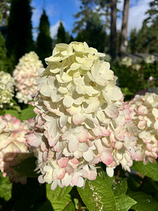 Гортензия садовая ‘Bloody Marie’ (5 фото из 9)