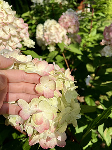 Гортензия садовая ‘Bloody Marie’ (4 фото из 9)