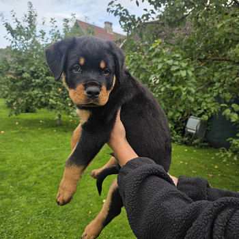 Rottweileri kutsikas – poiss