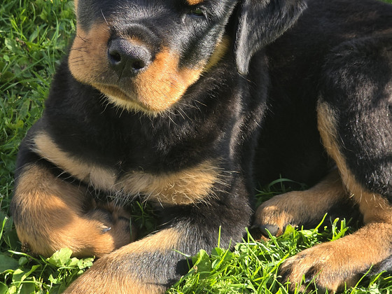 Rottweileri kutsikas – poiss