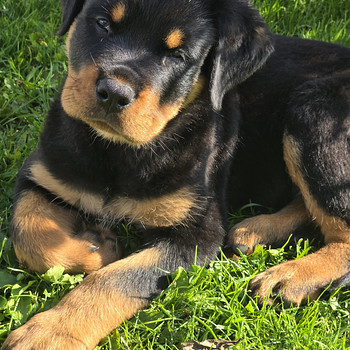 Rottweileri kutsikas – poiss