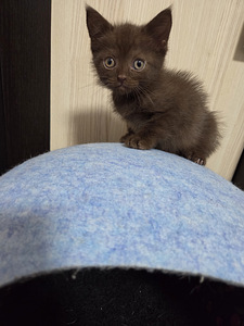 Британский котёнок (1 фото из 3)