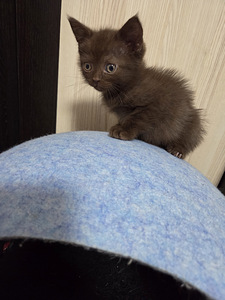 Британский котёнок (2 фото из 3)