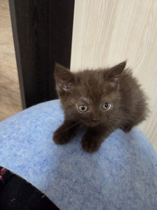 Британский котёнок (3 фото из 3)