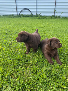 Labrador Retriever (2 foto / 5)