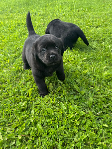 Labrador Retriever (3 foto / 5)