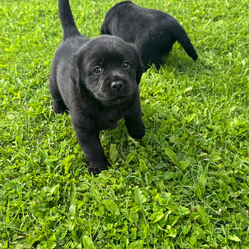 Labrador Retriever