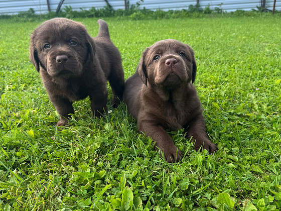 Labrador Retriever