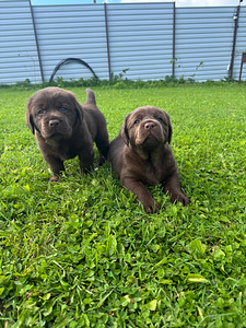 Labrador Retriever (1 foto / 5)