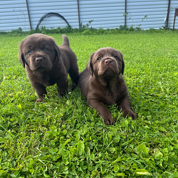 Labrador Retriever