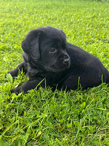 Labrador Retriever (4 foto / 5)