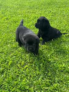 Labrador Retriever (5 foto / 5)