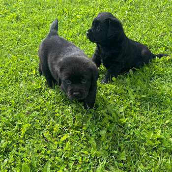 Labrador Retriever