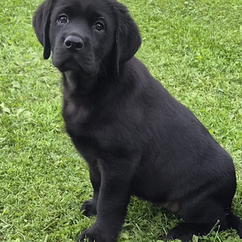 Labrador Retriever