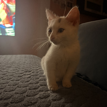 Котенок