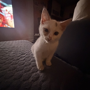 Котенок (2 фото из 3)