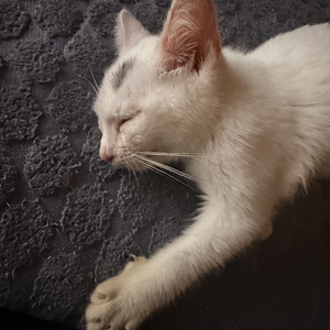 Котенок (3 фото из 3)
