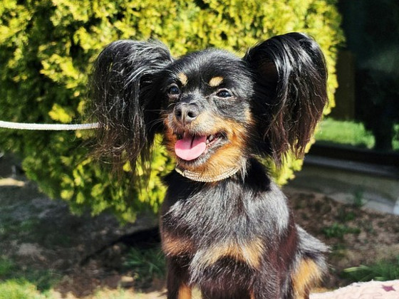 Russian Toy (long-haired)