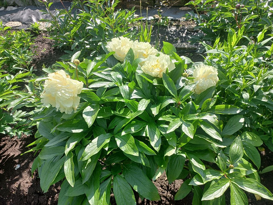 Paeonia lactiflora Sunny Girl — жёлтый пион.