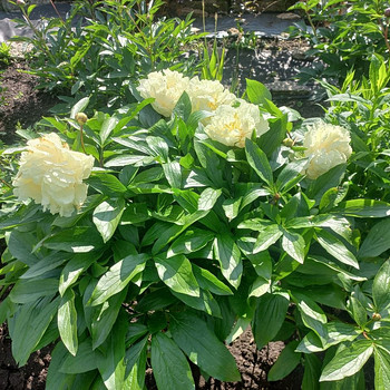 Paeonia lactiflora Sunny Girl — жёлтый пион.