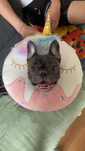 FRENCH BULLDOG (1 valokuva sivusta 3)