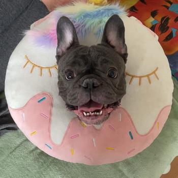 FRENCH BULLDOG