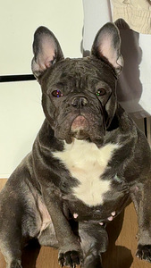 FRENCH BULLDOG (2 valokuva sivusta 3)