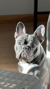 FRENCH BULLDOG (3 valokuva sivusta 3)