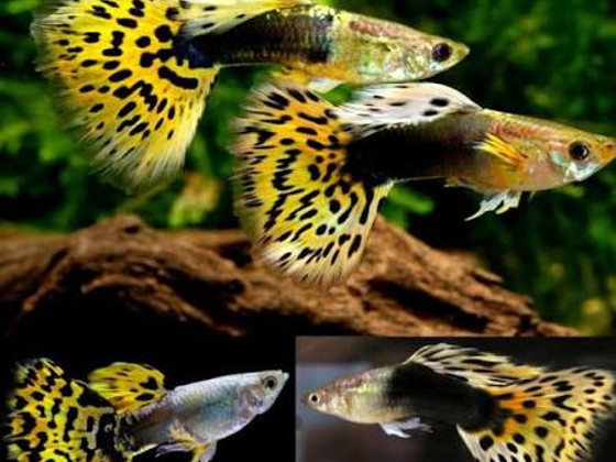 Гуппи Кобра Золотая (Guppy cobra gold)