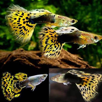 Guppy cobra gold kuldne
