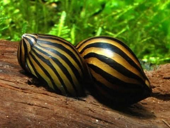 Улитка Неритина Зебра (Neritina natalensis Zebra)