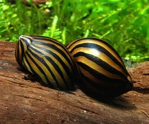 Улитка Неритина Зебра (Neritina natalensis Zebra) (1 фото из 1)