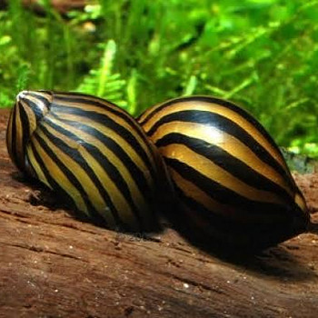 Улитка Неритина Зебра (Neritina natalensis Zebra)