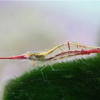 Pinocchio krevett (Caridina gracilirostris)