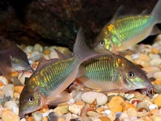 Коридорас изумрудный брохис (Brochis splendens)