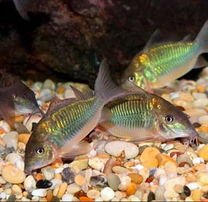Коридорас изумрудный брохис (Brochis splendens) (1 фото из 1)