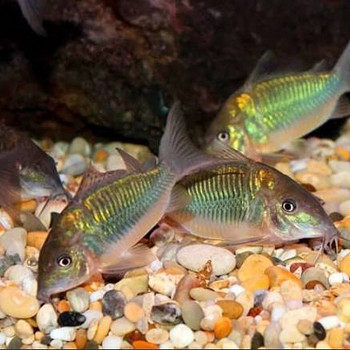 Smaragdbrochis koridoras (Brochis splendens)