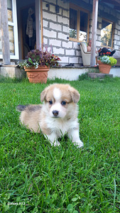Müüakse kutsikad (2 foto / 9)