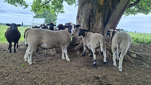 Müüa lihajäärad (1 foto / 3)